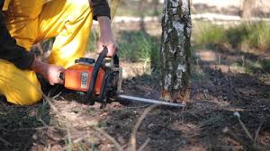 How Our Tree Care Process Works  in  Sneads, FL