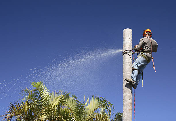 Best Commercial Tree Services  in Sneads, FL