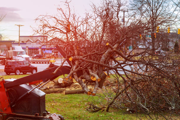 Sneads, FL Tree Care Company