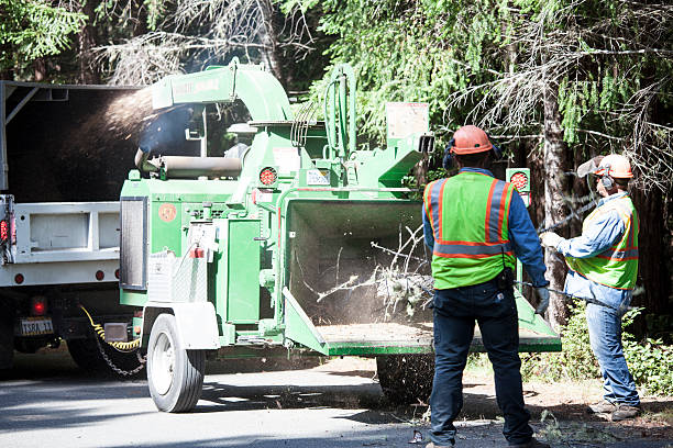 Best Fruit Tree Pruning  in Sneads, FL